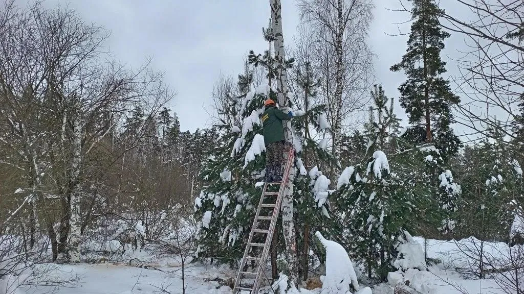 Комитет лесного хозяйства Московской области