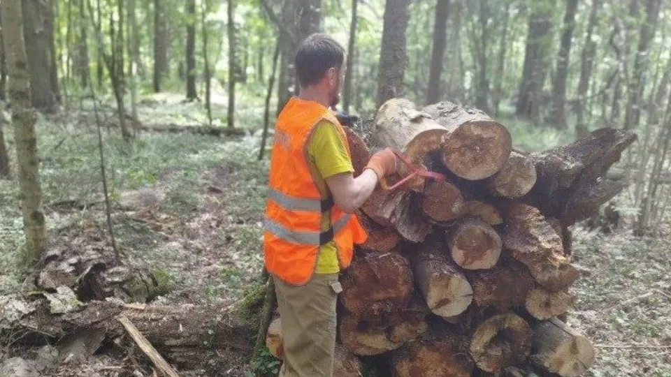 Фото: Комитет лесного хозяйства Московской области