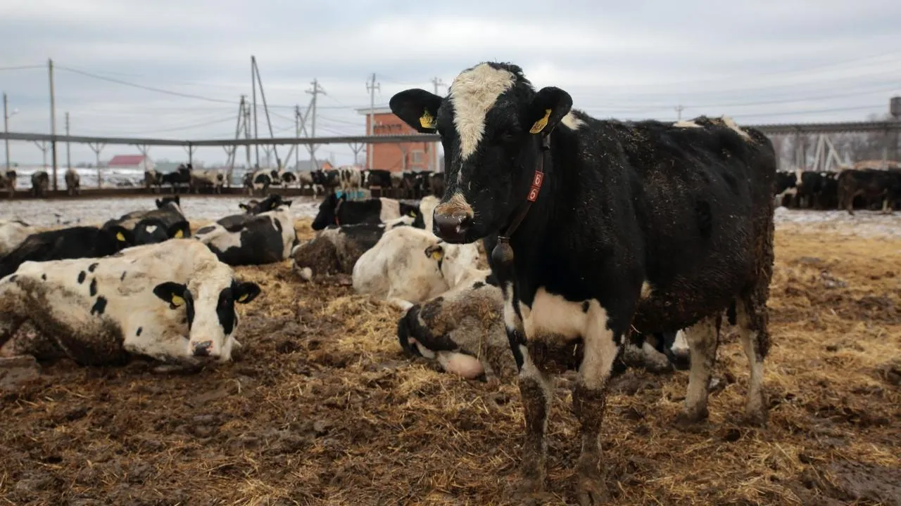 медиасток.рф