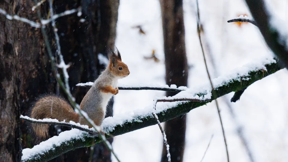 Фото: медиасток.рф