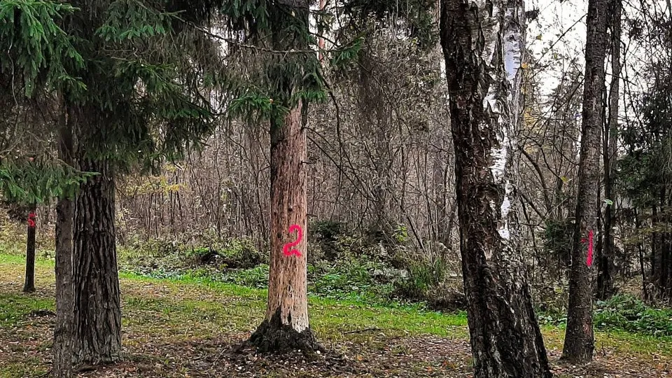 Фото: Комитет лесного хозяйства МО