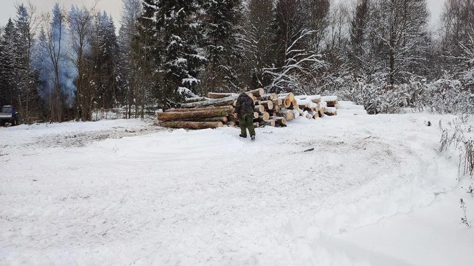 Фото: Комитет лесного хозяйства Московской области