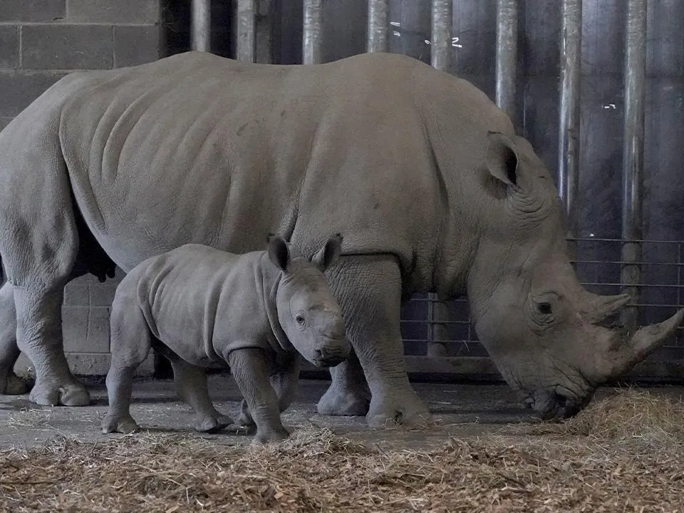 «Есть свидетельство»: биолог Гашев рассказал, каких вымерших животных все еще встречают в природе