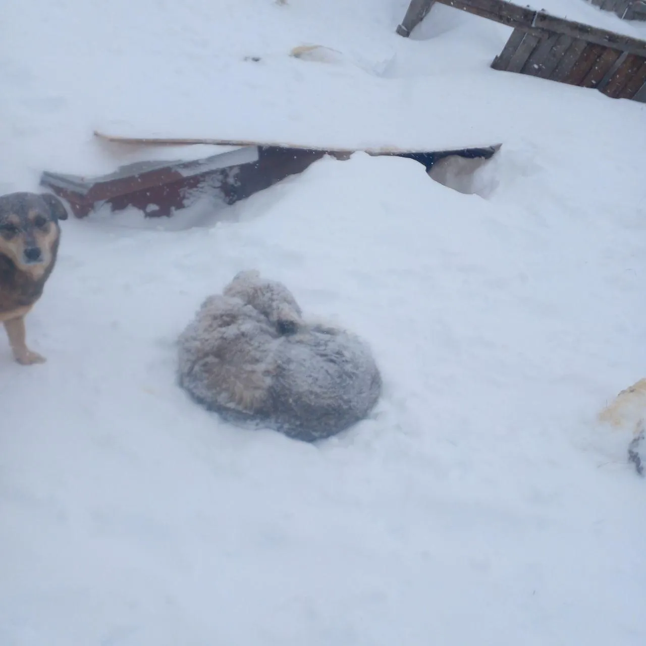 Приют для собак «Сердце странника»