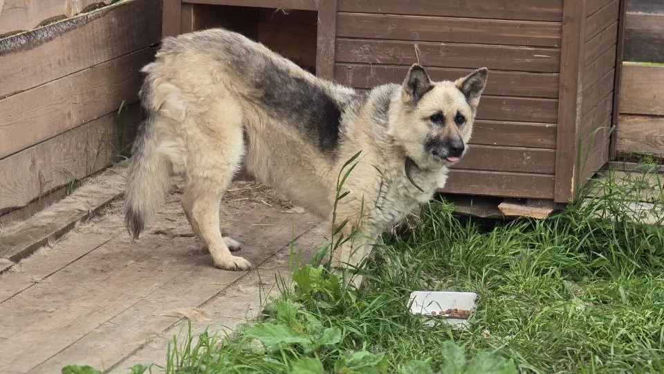 Фото: МедиаБанк Подмосковья/Яна Шаливская