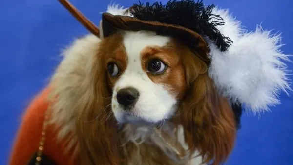 Кинолог рассказал, как выбрать для ребенка первую собаку