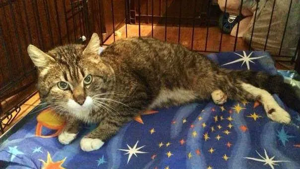 Коту-инвалиду из Анискино делают массаж и посвящают стихи