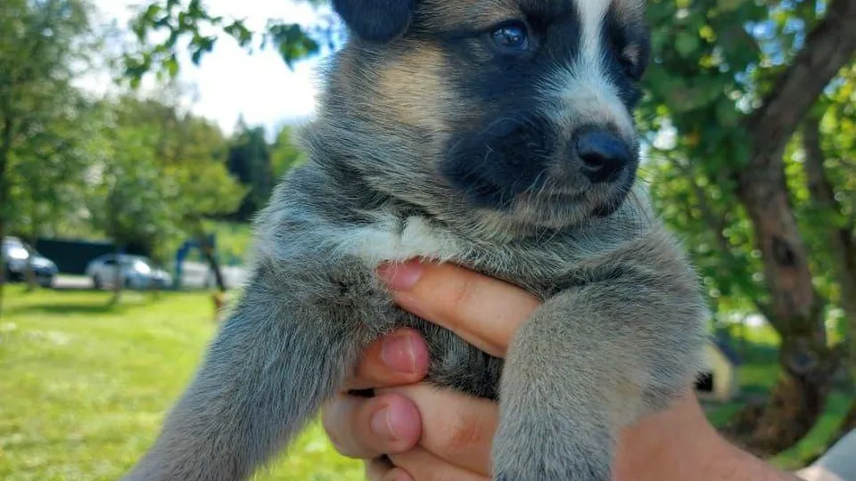 Фото: пресс-служба Минсельхозпрода МО