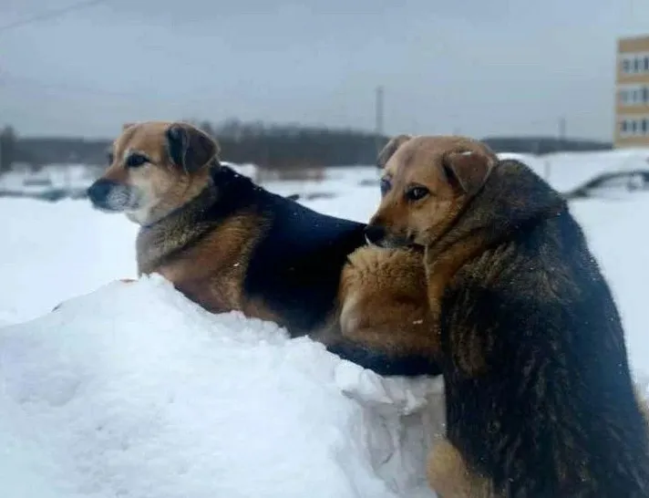 Фото: t.me/istramalaya