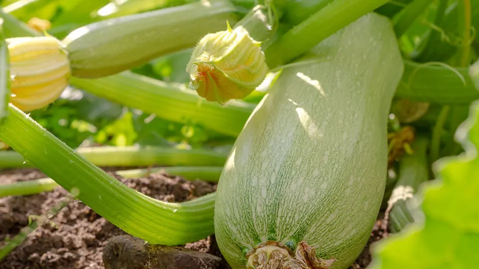 Фото: istockphoto.com