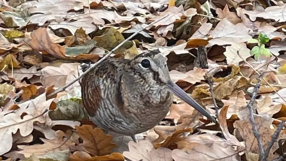 Фото: ТГ «Балашухер»