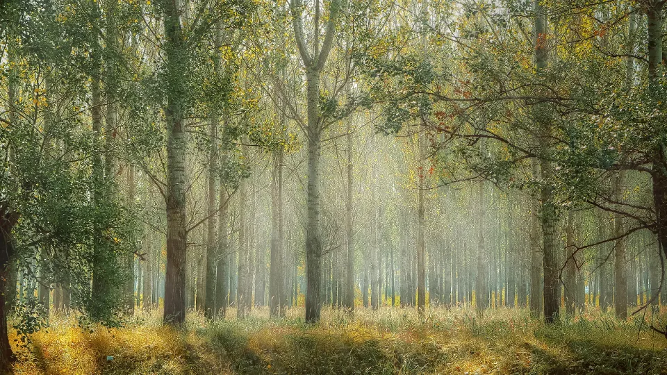 Фото: pxhere.com