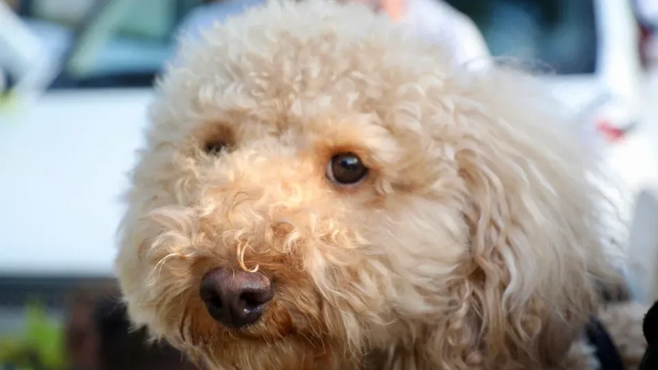 Фото: Министерство сельского хозяйства и продовольствия Московской области