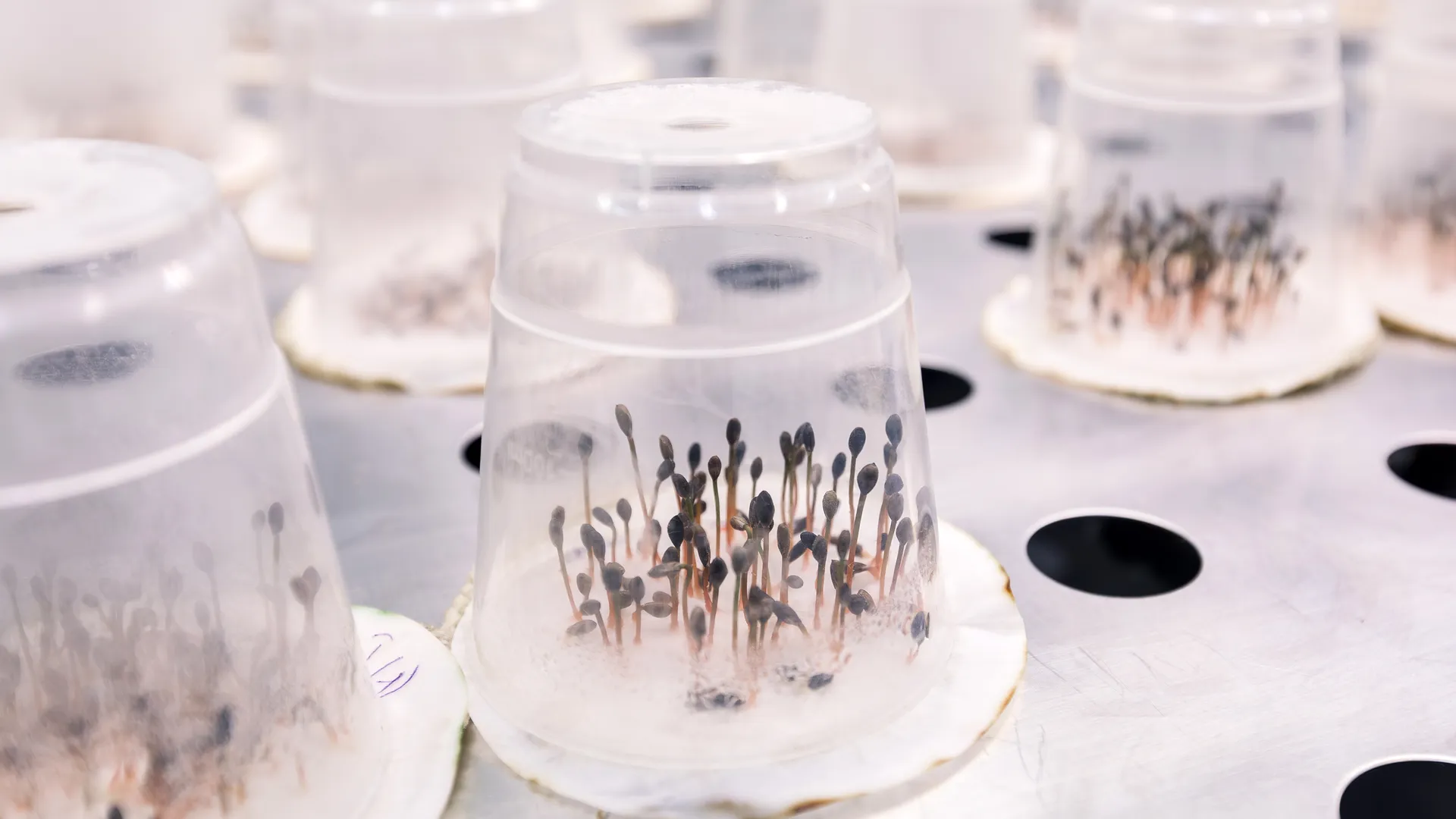 медиасток.рф