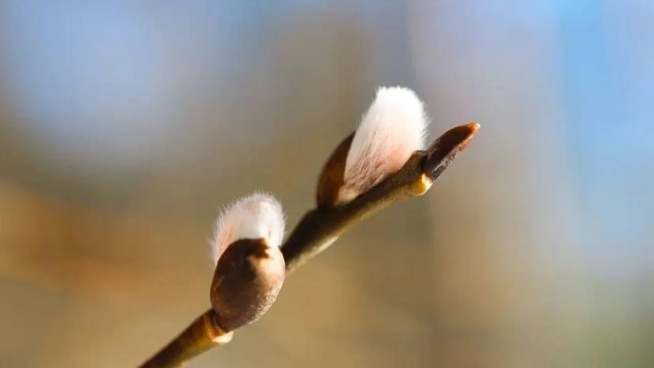пресс-служба нацпарка "Лосиный остров"/Анна Ткачева