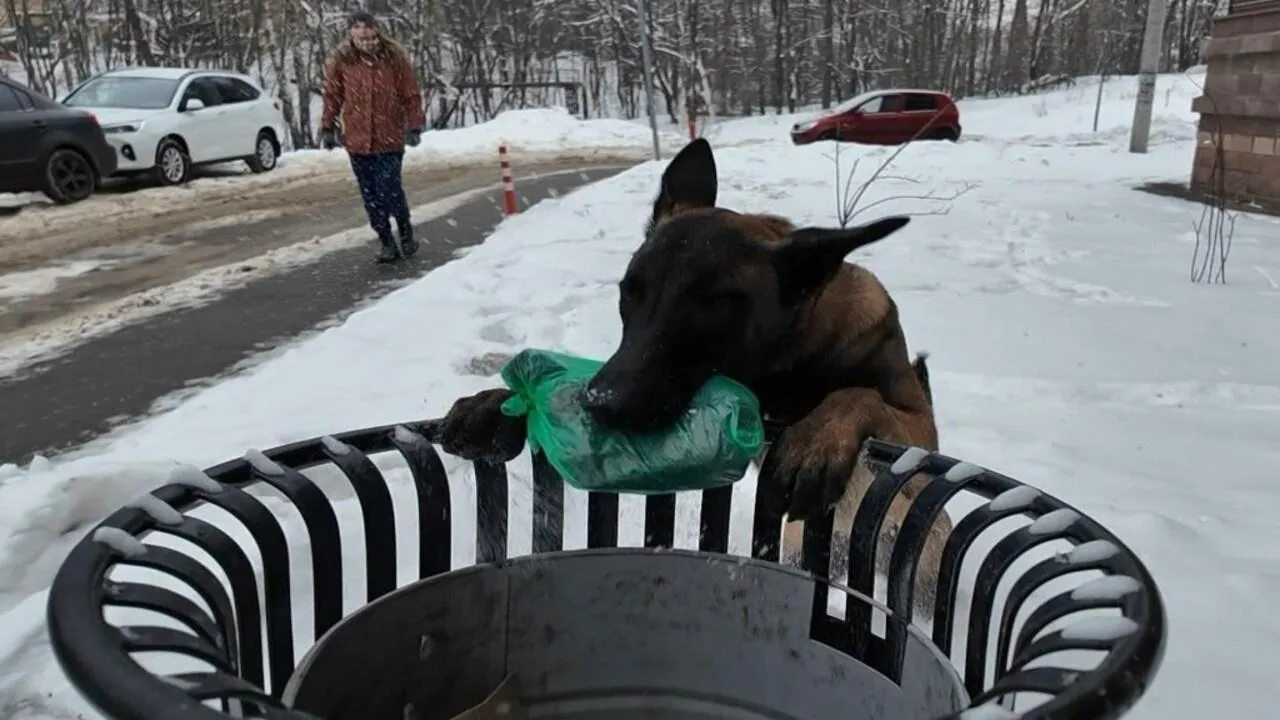 Чище, чем люди: в Раменском овчарка убирает мусор за двуногими грязнулями