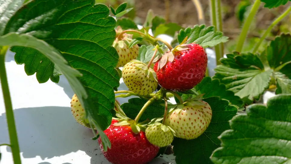 Фото: Мария Панина