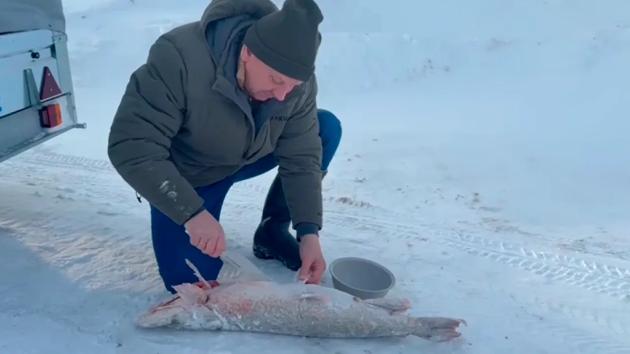 t.me/viktorpetruchenko