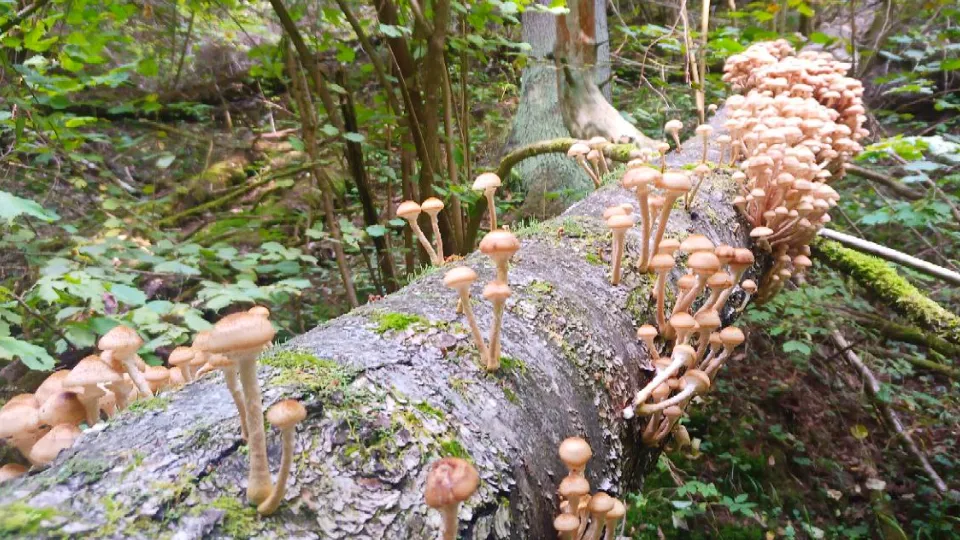 Фото: МедиаБанк Подмосковья/Мария Панина