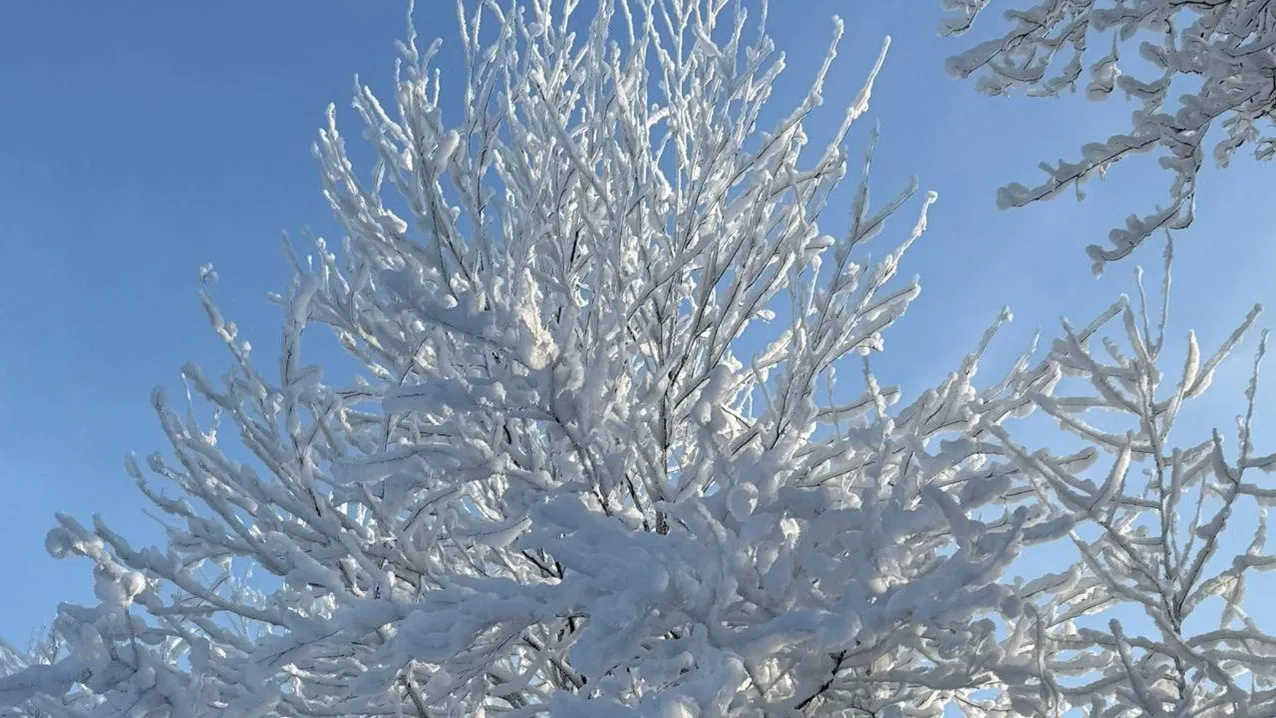 Марина Алифанова