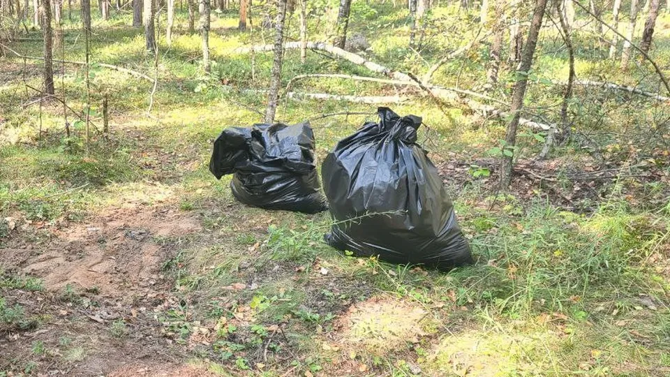 Фото: ГКУ МО «Мособллес»