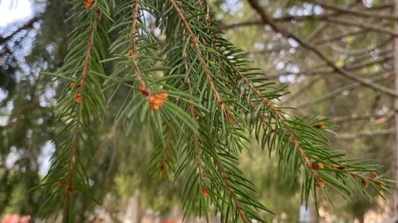 Фото: t.me/pkiopobeda