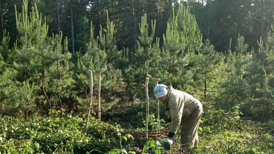 Фото: Комитет лесного хозяйства Московской области