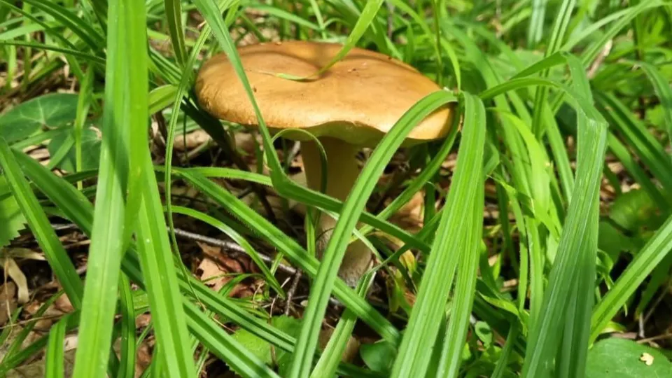 Фото: REGIONS/Наталия Надточая