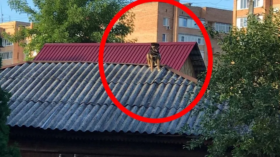 Фото: pxhere.com