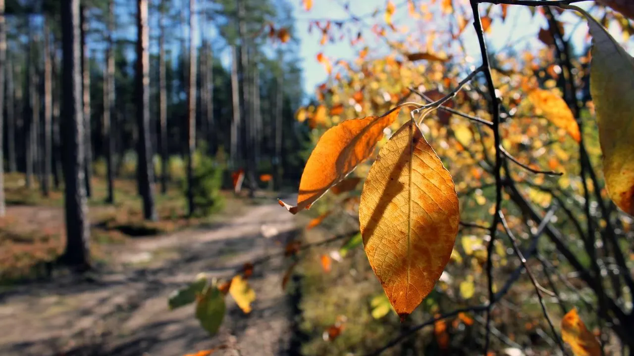 Фото: Комитет лесного хозяйства Московской области