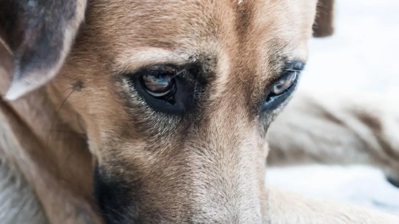 istockphoto.com/Phurinee