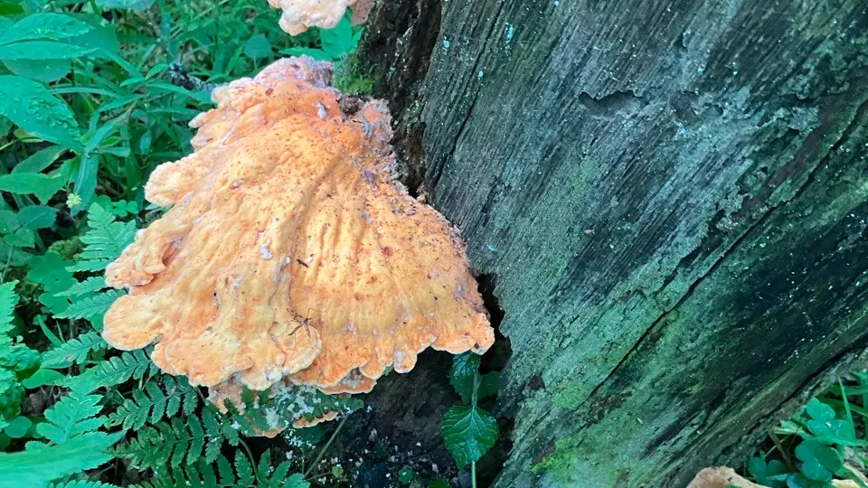 Фото: REGIONS/Екатерина Сарычева