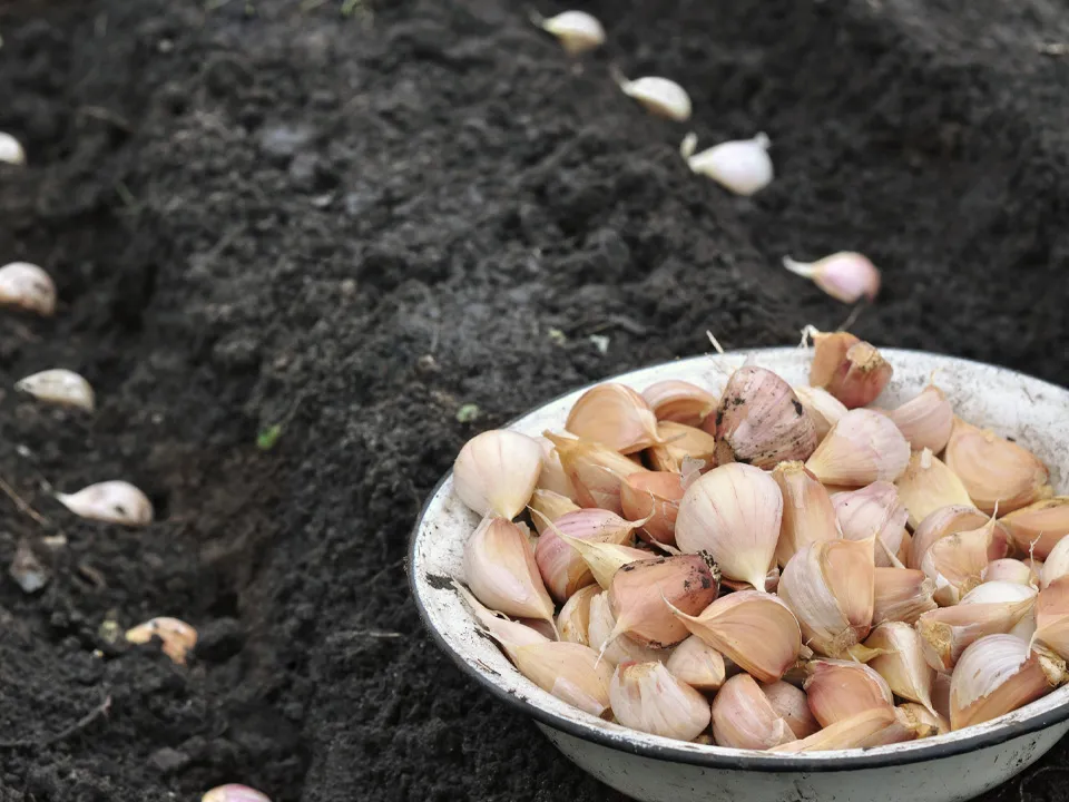 Фото: istockphoto.com/YuriyS&nbsp;