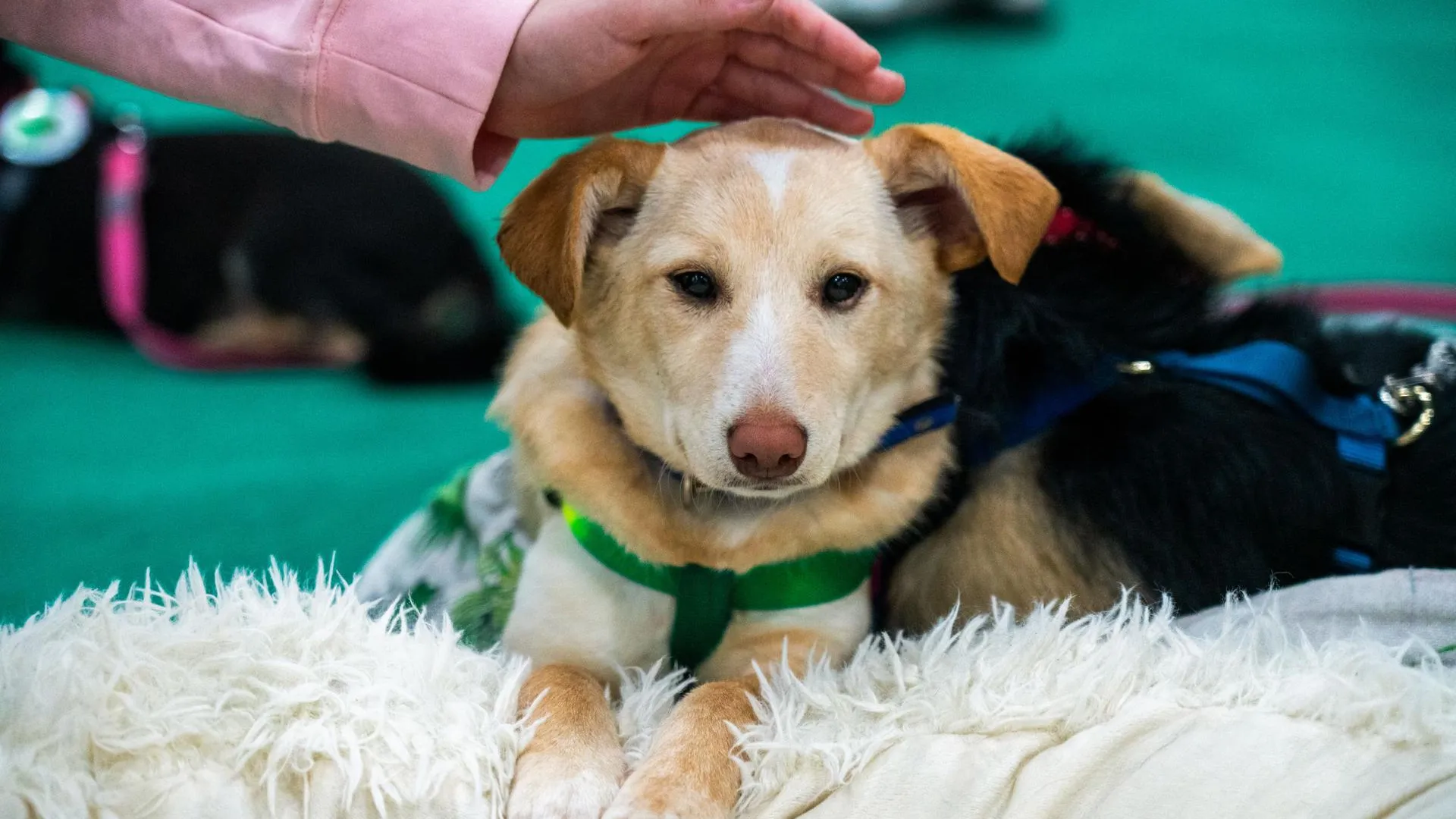 медиасток.рф