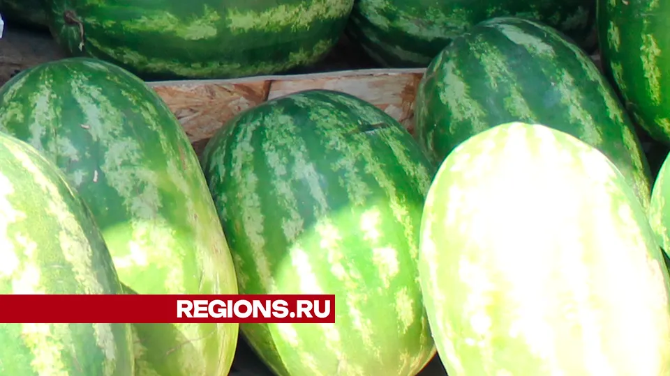 Фото: REGIONS/Василий Тремасов