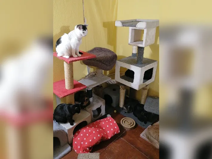 Кошачий приют в Мытищах нуждается в помощи