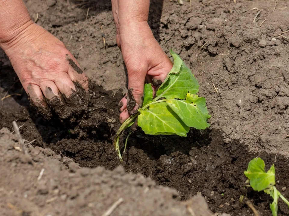 Фото: freepik.com