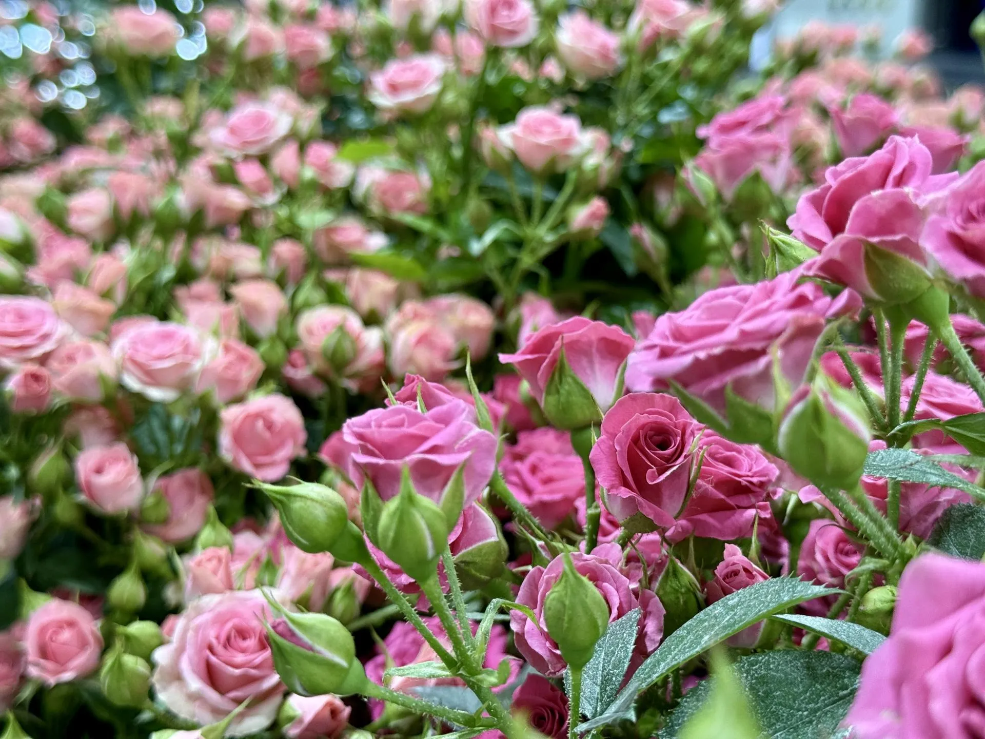 Фото: Ольга Стаферова