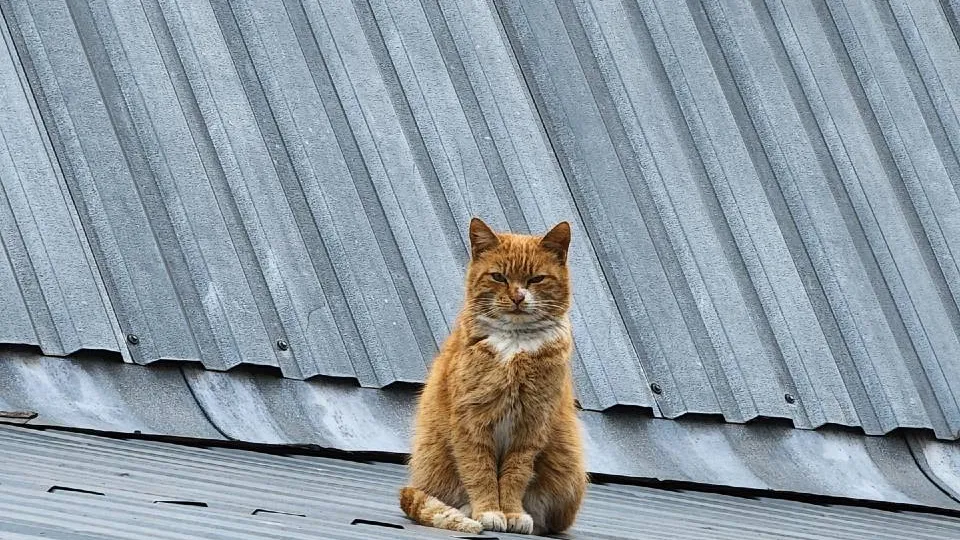 Фото: МедиаБанк Подмосковья/Ксения Пашуто