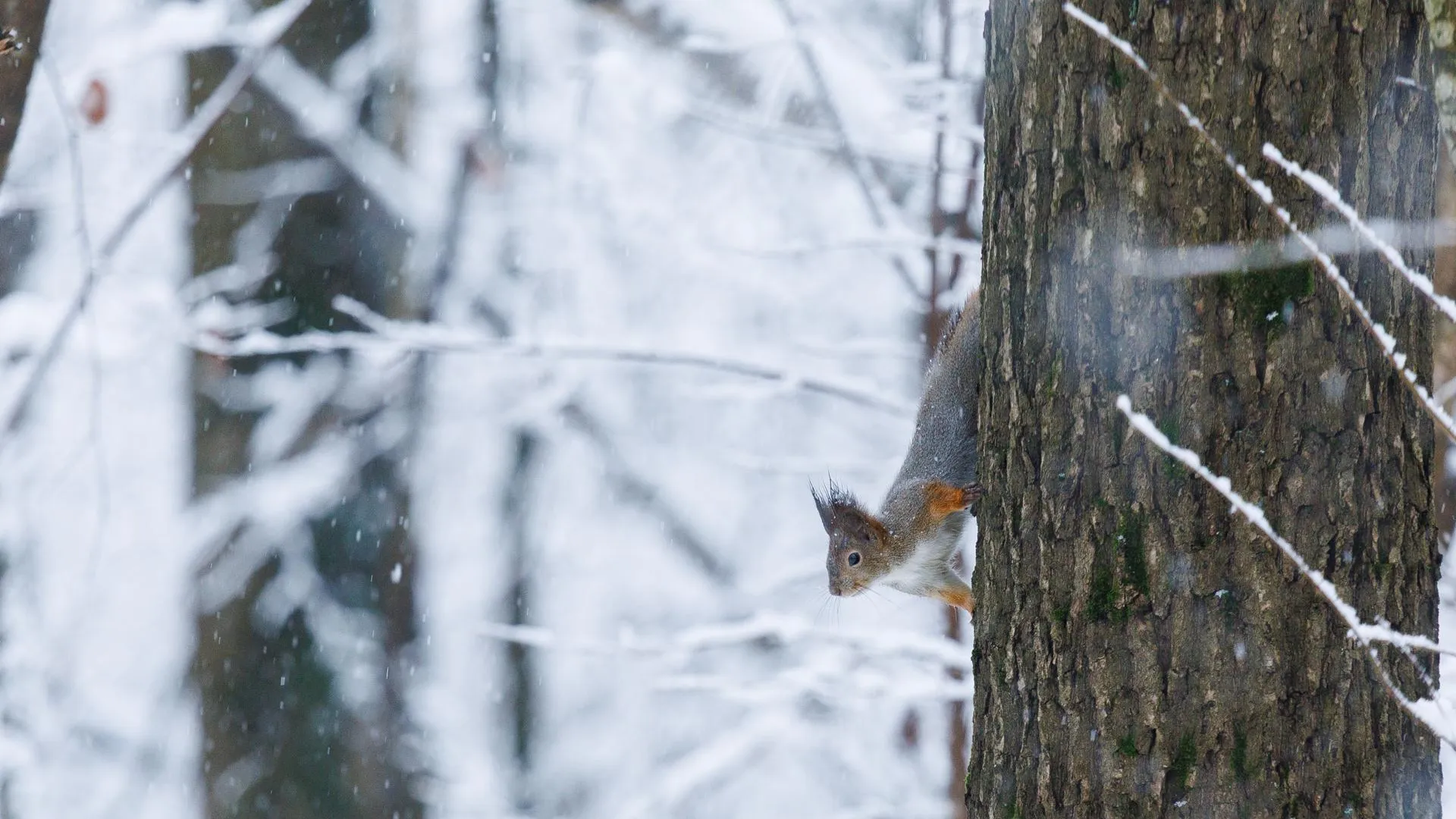 медиасток.рф