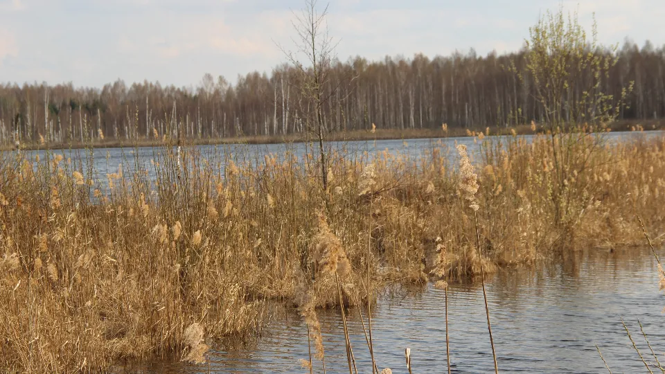 Фото: REGIONS/Василий Тремасов