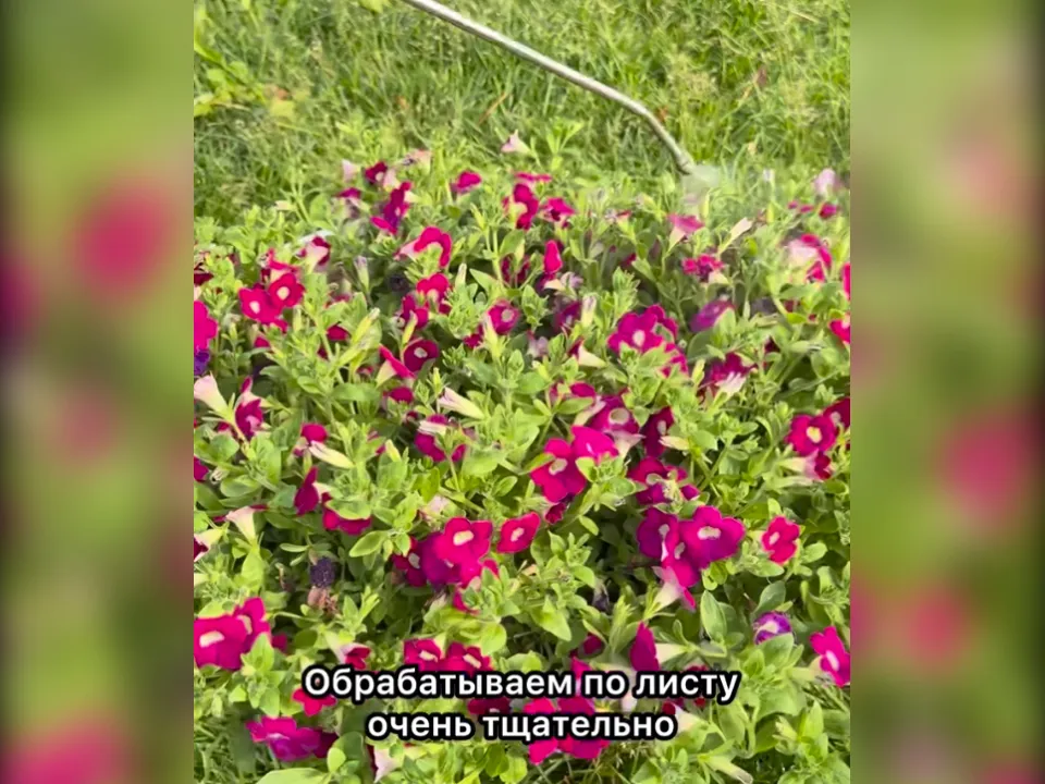 Фото: Любовь Аристархова