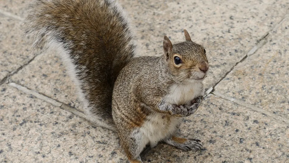 Фото: istockphoto.com/ValerijaP