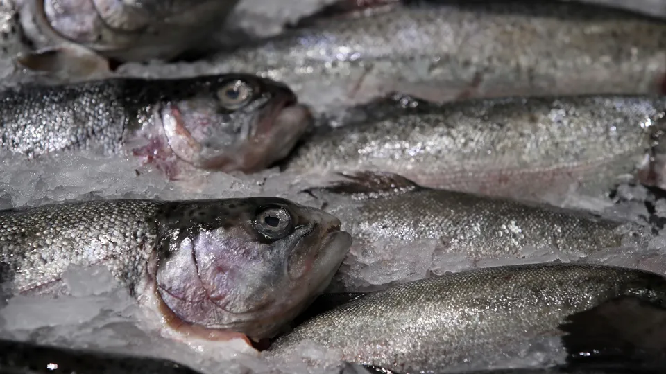 Фото: ТАСС/Владимир Гердо