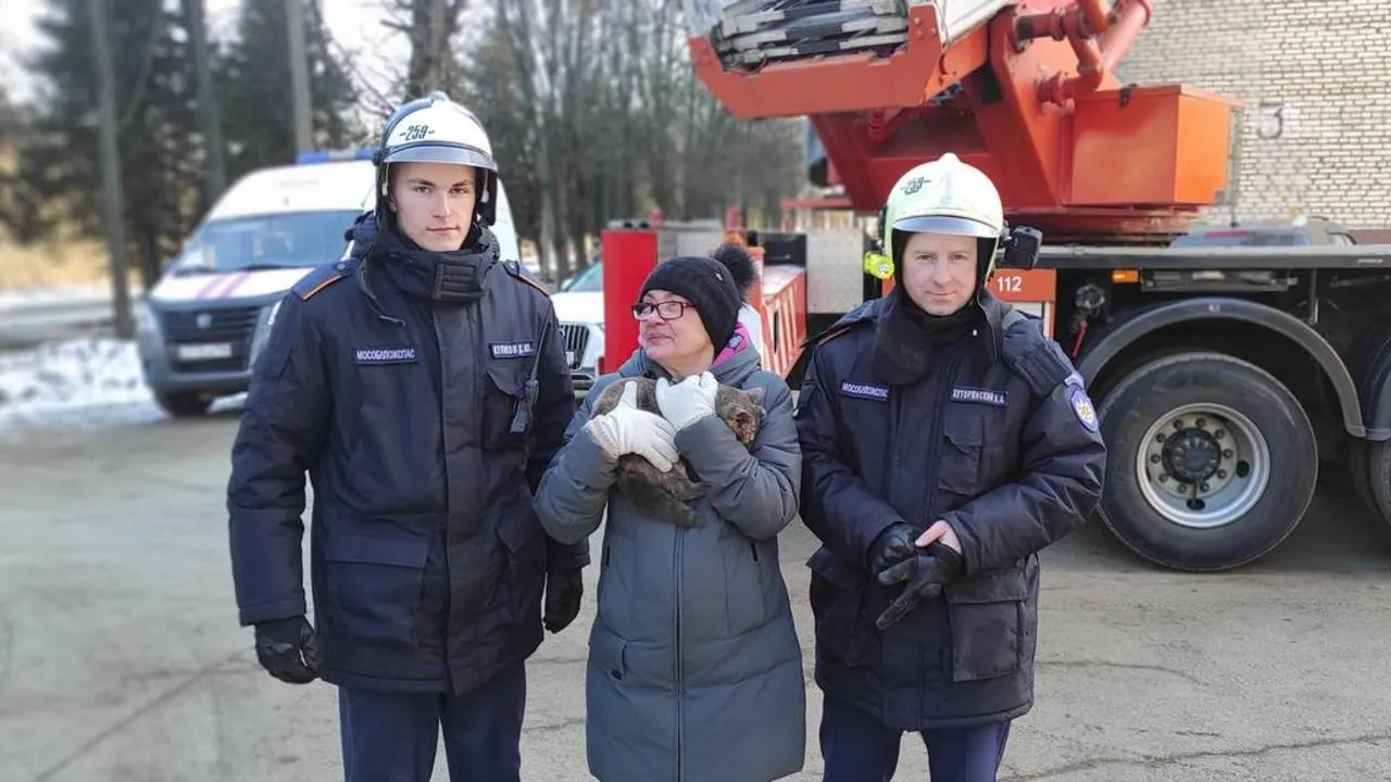 В Ногинске работники ГКУ МО «Мособлпожспас» спасли кошку, застрявшую на дереве