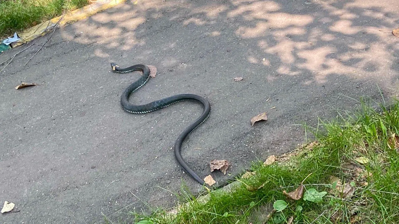 Гадюки активизировались в Подмосковье раньше срока из-за жары и брачного сезона