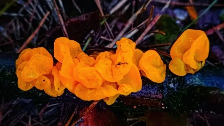 Фото: Пресс-служба Министерства экологии и природопользования Московской области