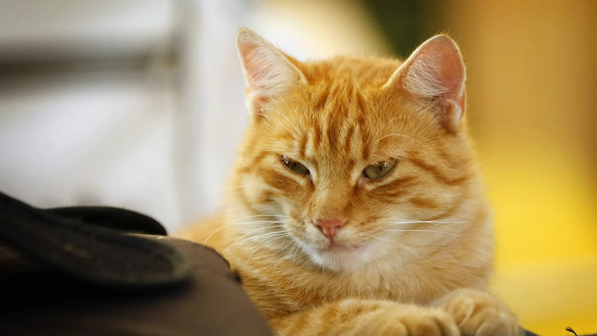 S. Klewitz-Seemann/blickwinkel