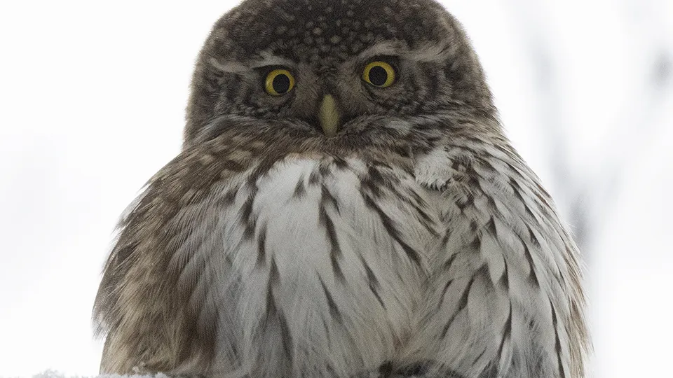 Фото: ТАСС/Василий Федосенко