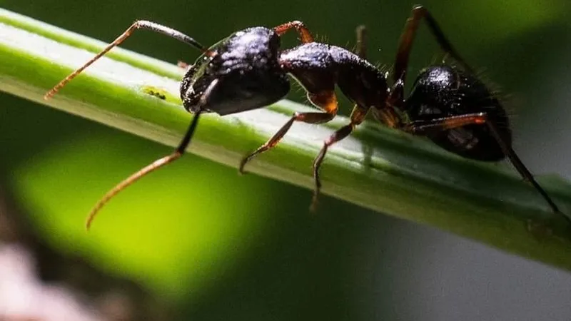 Небо над британскими городами накрыли огромные облака из крылатых вредителей
